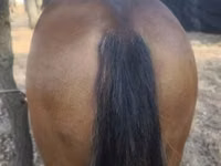 Cavallo, Cavalli — foto 3