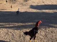 Chickens — photo 3