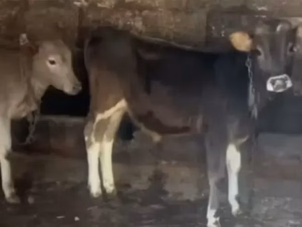 Bull, Cattle — Armenia