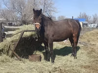 Kuda betina, Horses — foto 1