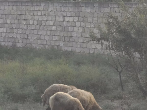 Sheep (batch, sex not specified), Sheep — Azerbaijan