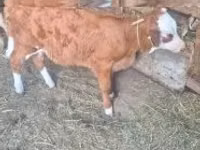 Krava, Simmental cattle — foto 2
