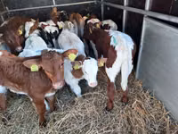 Boğa, Simmental cattle — foto 1