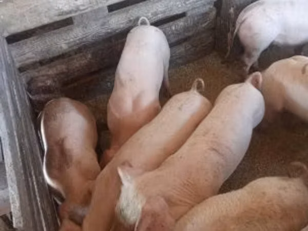 Babi betina, 