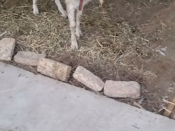 Goats (batch, sex not specified), Saanen goat