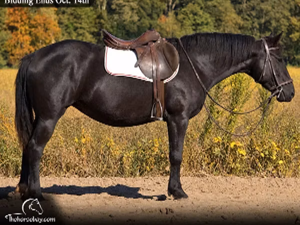 Mare, Percheron