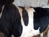 황소, Russian Black pied cattle — 사진 3