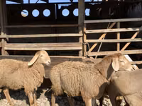 암양, Arashan sheep — 사진 7