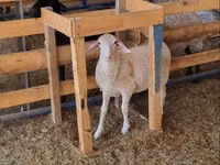 Ovan, Romanov sheep — fotografija 4