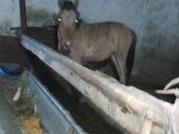 Hengst, Mugalzhar horse — Foto 4
