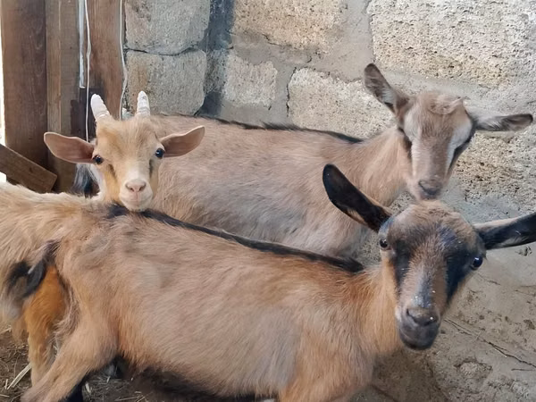Goat, Alpine goat — Kazakhstan
