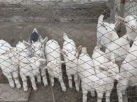 Capra, Saanen goat — foto 4
