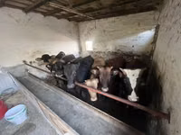 Boğa, Charolais cattle — foto 4