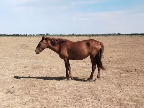 Mare, Horses — Kazakhstan