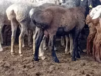 Ram, Kazakh fat-tailed coarsewool sheep — photo 2