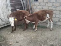 Banteng, Hereford — foto 4