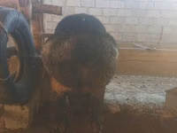 Ram, Sheep — photo 2