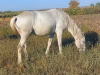 Mare, Horses — photo 4