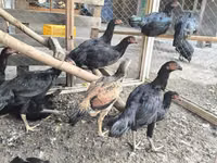 Chickens — 1 зураг