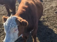Bull, Kazakh White-headed cow — photo 5