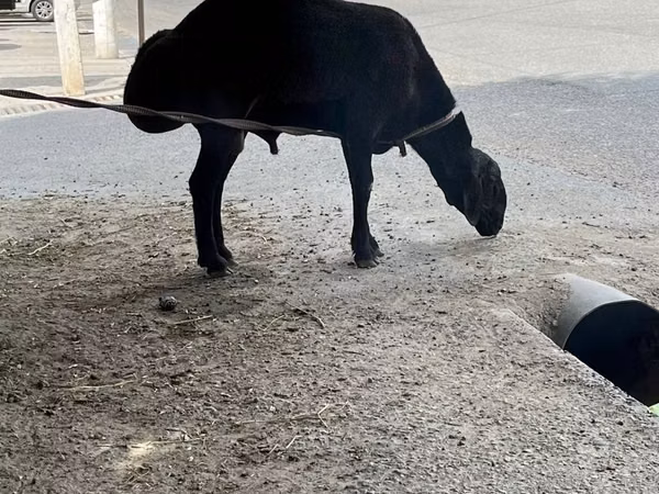 Ram, Sheep — Uzbekistan