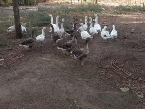 Geese — Węgry