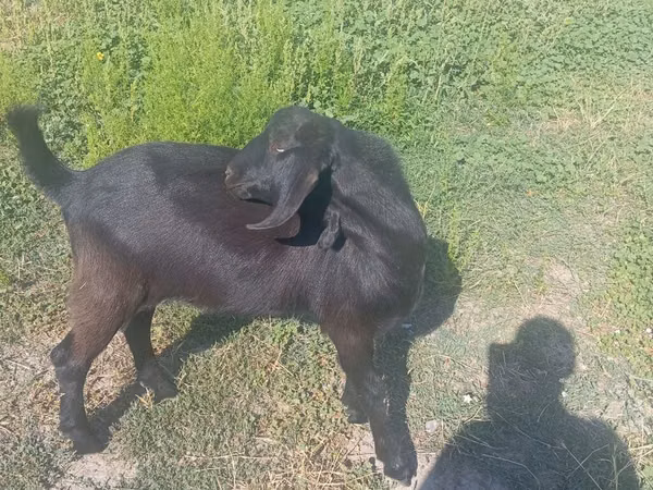 Billy Goat, Goats — Kyrgyzstan