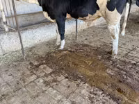 Bull, Simmental cattle — photo 1