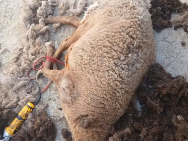 Sheep (batch, sex not specified), Sheep — Uzbekistan