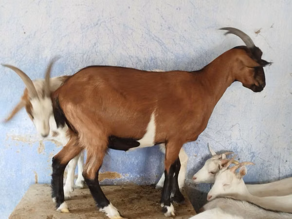 Goat, Goats — Moldova