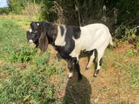 ወንድ ፍየል, Goats — ፎቶ 2