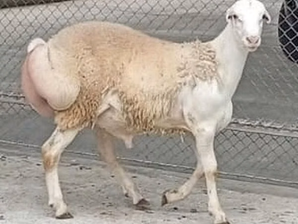 قوچ, گوسفند — جمهوری آذربایجان