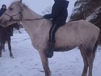 Aygır, Yakutian horse — foto 2