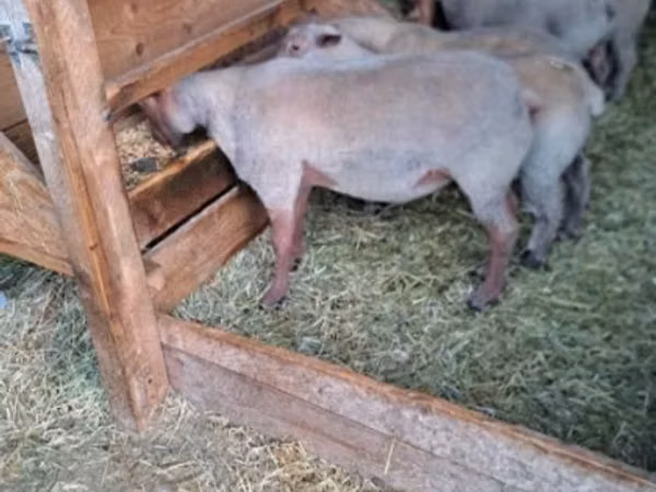 Ram, Rouge de l’Ouest sheep
