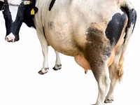گاو نر, Russian Black pied cattle — عکس 2