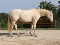 Horse (M), Quarter Horse — photo 1