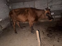 Vacă, Latvian Blue cattle — foto 1