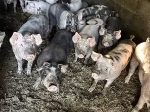 Boar, Pigs — Hungary