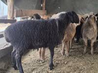 Ovan, Hissar sheep — fotografija 8