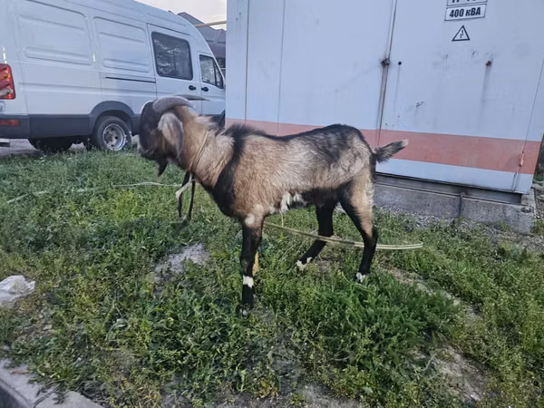 Billy Goat, Goats — Kazakhstan