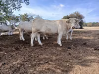 Гов, Charolais cattle — акс 5
