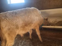 Bull, Auliekol breed — photo 2