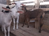 Koza, Saanen goat — foto 4