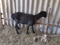 Ram, Sheep — photo 2