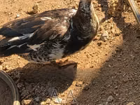 Ducks — تصویر 1
