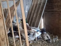 Ducks — фото 1