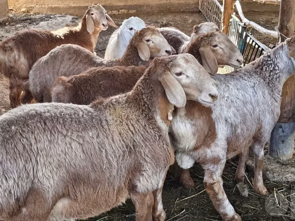 Ram, Arashan sheep — Uzbekistan