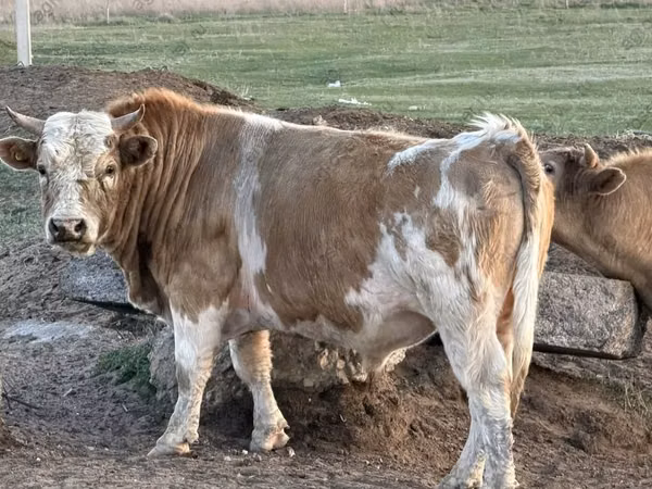 Bull, Cattle — Russia