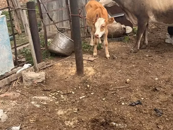 Cow, Cattle — Kazakhstan