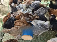 Chickens — foto 1